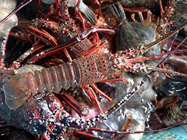 �ɐ��u�����g��